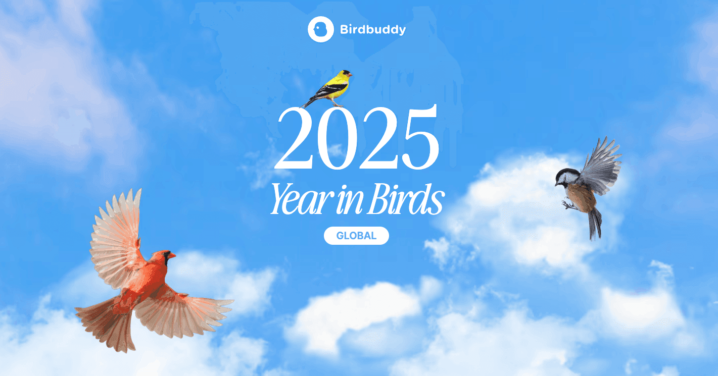 Birdbuddy Year in Birds